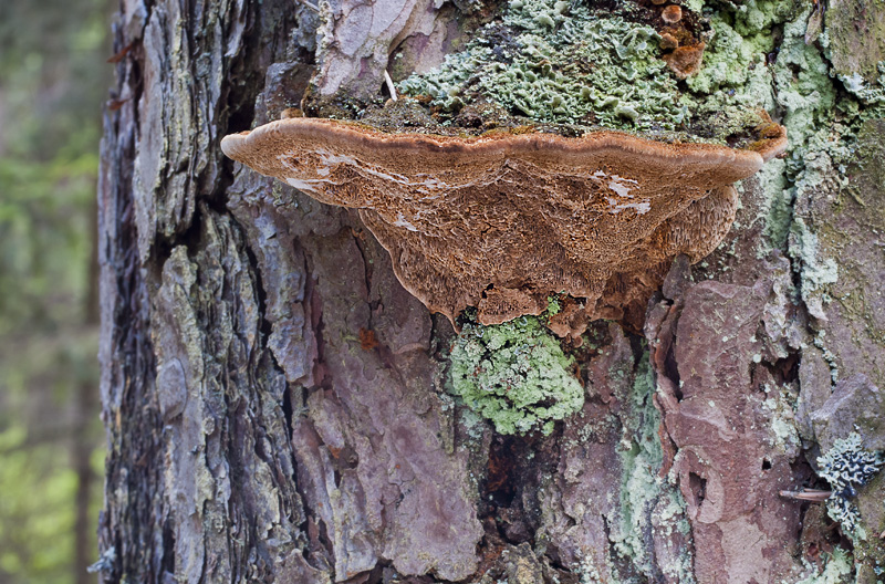 Phellinus pini